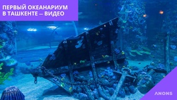 Первый океанариум в Узбекистане — видеорепортаж