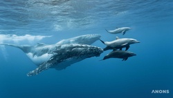 Топ-15 интересных фактов о дельфинах и китах
