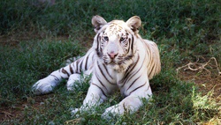Ташкентский зоопарк объявил о запуске программы опекунства над животными