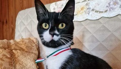 Кошка стала мэром небольшого итальянского городка