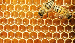 Праздник мёда в парке Anhor