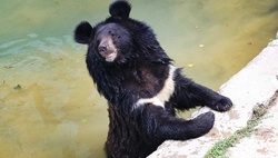 Как животные в Ташкентском зоопарке переносят жару – фото