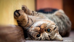 20 удивительных фактов о кошках