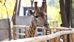 Ташкентский зоопарк сообщил о скоропостижной гибели жирафа