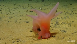 «Огурец-единорог» и «свинья Барби»: обнаружены необычные жители морских глубин