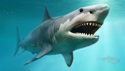 В результате нападения акулы в Египте погибли двое женщин