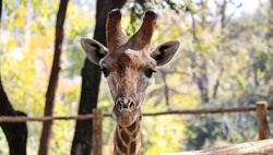 Ташкентский зоопарк объявил об открытии