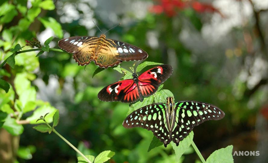 Выставка тропических бабочек в Музее искусств