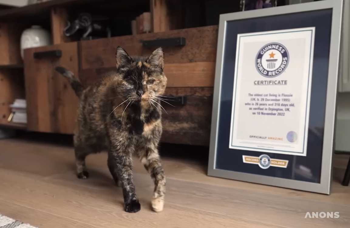 В Книгу рекордов Гиннесса включили 26-летнюю кошку по кличке Флосси из Великобритании