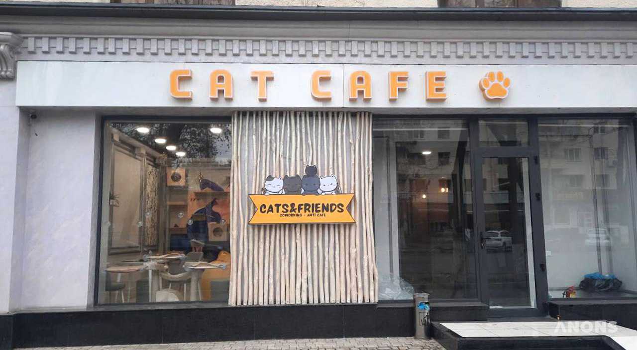 В Ташкенте открылось первое котокафе Cats&Friends