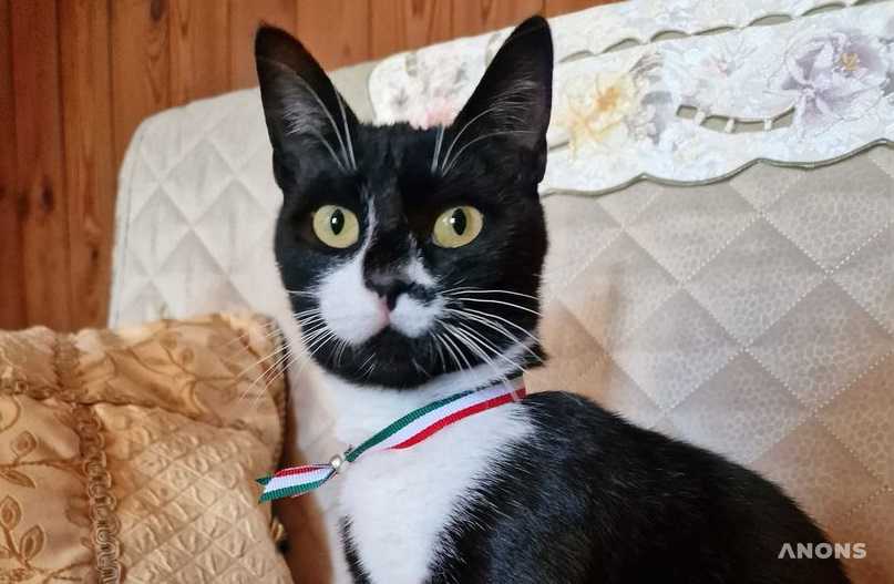 Кошка стала мэром небольшого итальянского городка