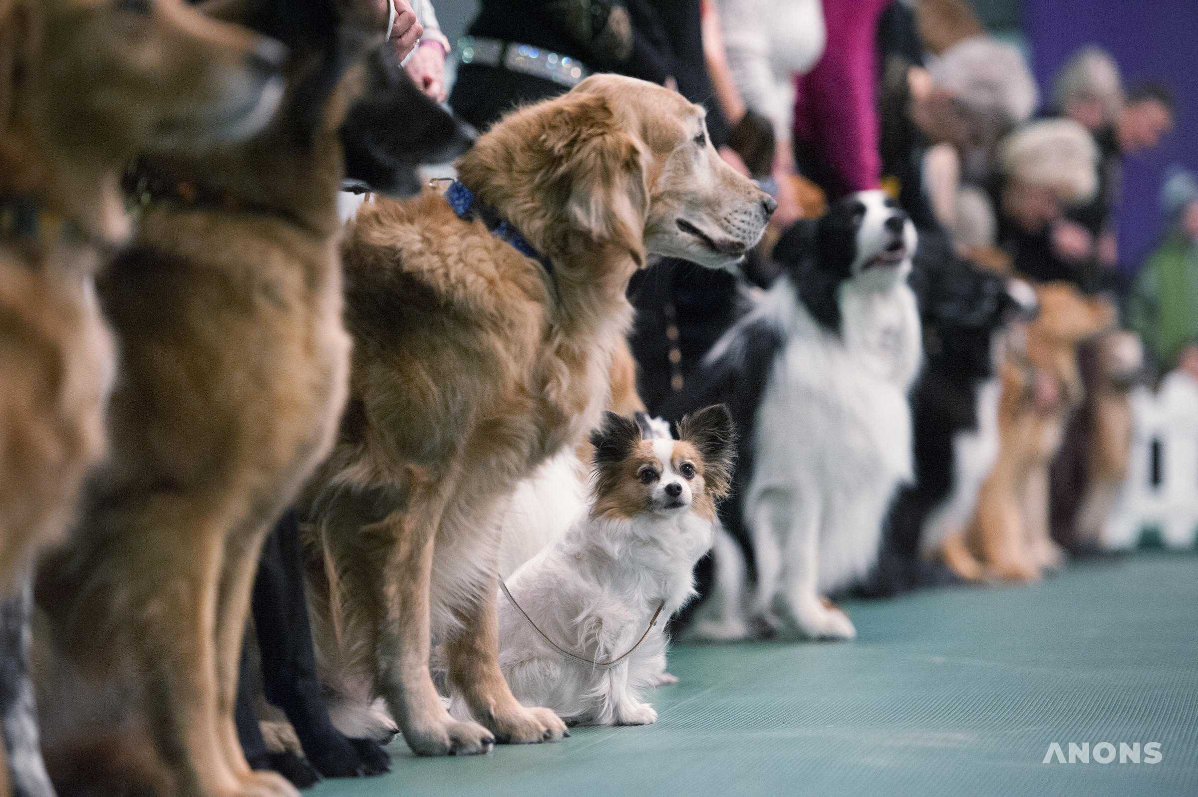 Международная выставка собак в Ташкенте