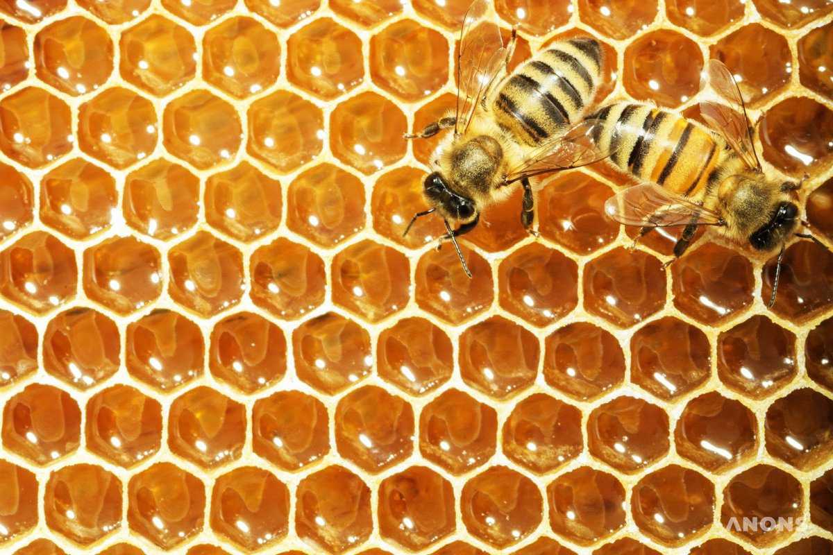 Праздник мёда в парке Anhor