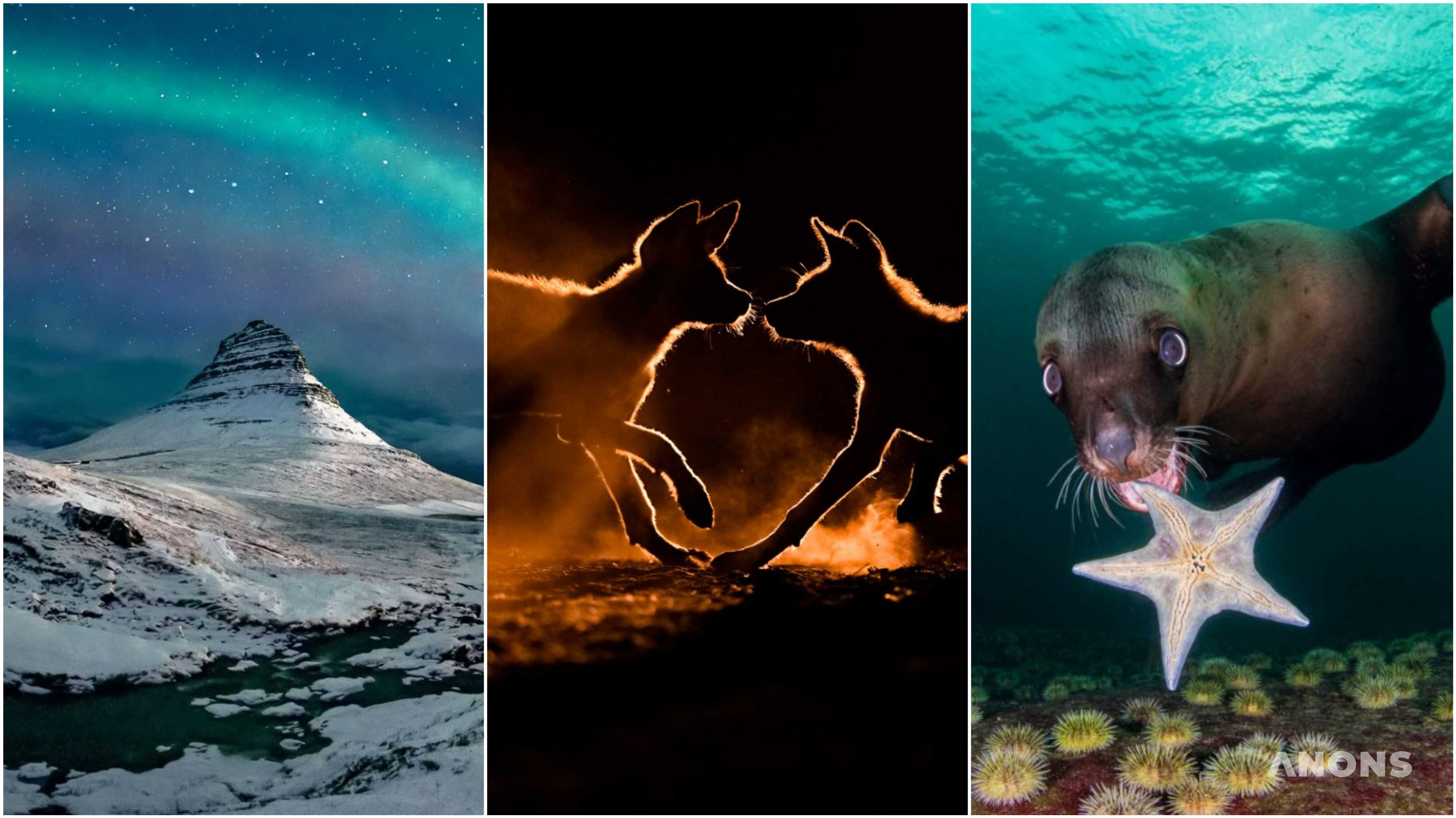 Объявлены победители Nature TTL: конкурса лучших фото дикой природы 2021 года