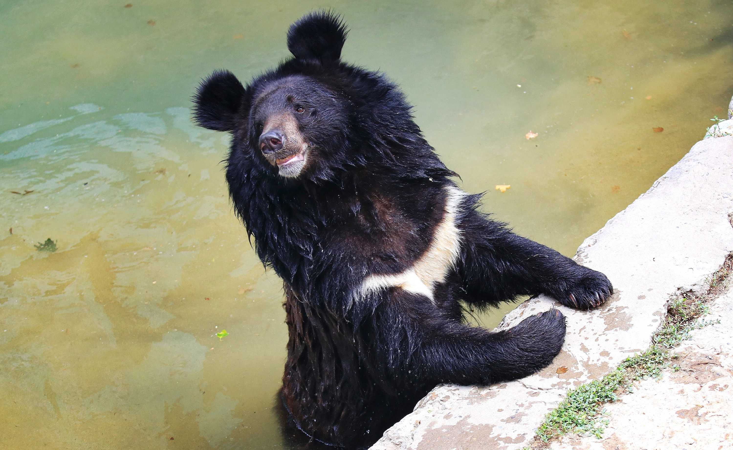 Как животные в Ташкентском зоопарке переносят жару – фото