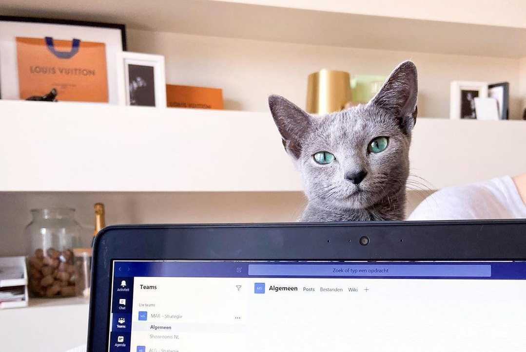 Кусают монитор или лежат на клавиатуре: соцсети заполонили «карантинные» коты