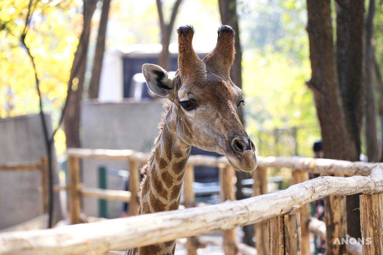 Ташкентский зоопарк сообщил о скоропостижной гибели жирафа