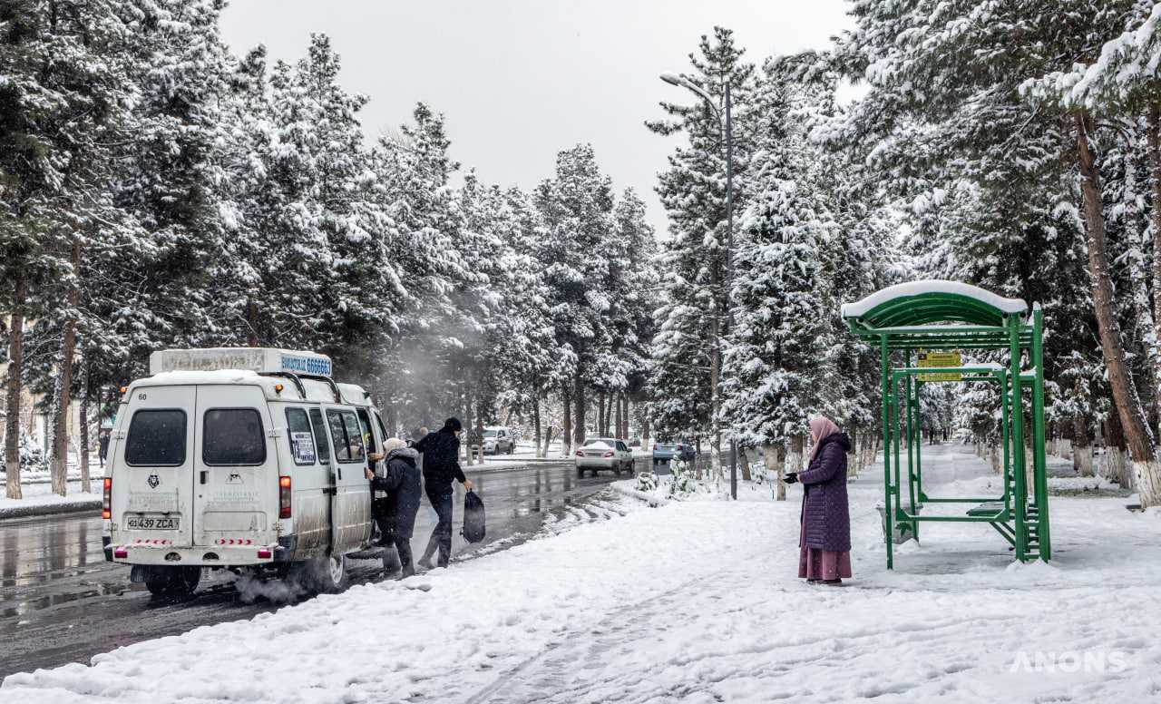 Погода в ташкенте сегодня по часам. Снег в Узбекистане. Снег в Ташкенте. Морозы в Ташкенте. Заморозки в Ташкенте.