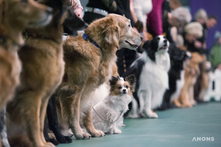 Выставка собак «Чемпионат Германии, осень-2019»