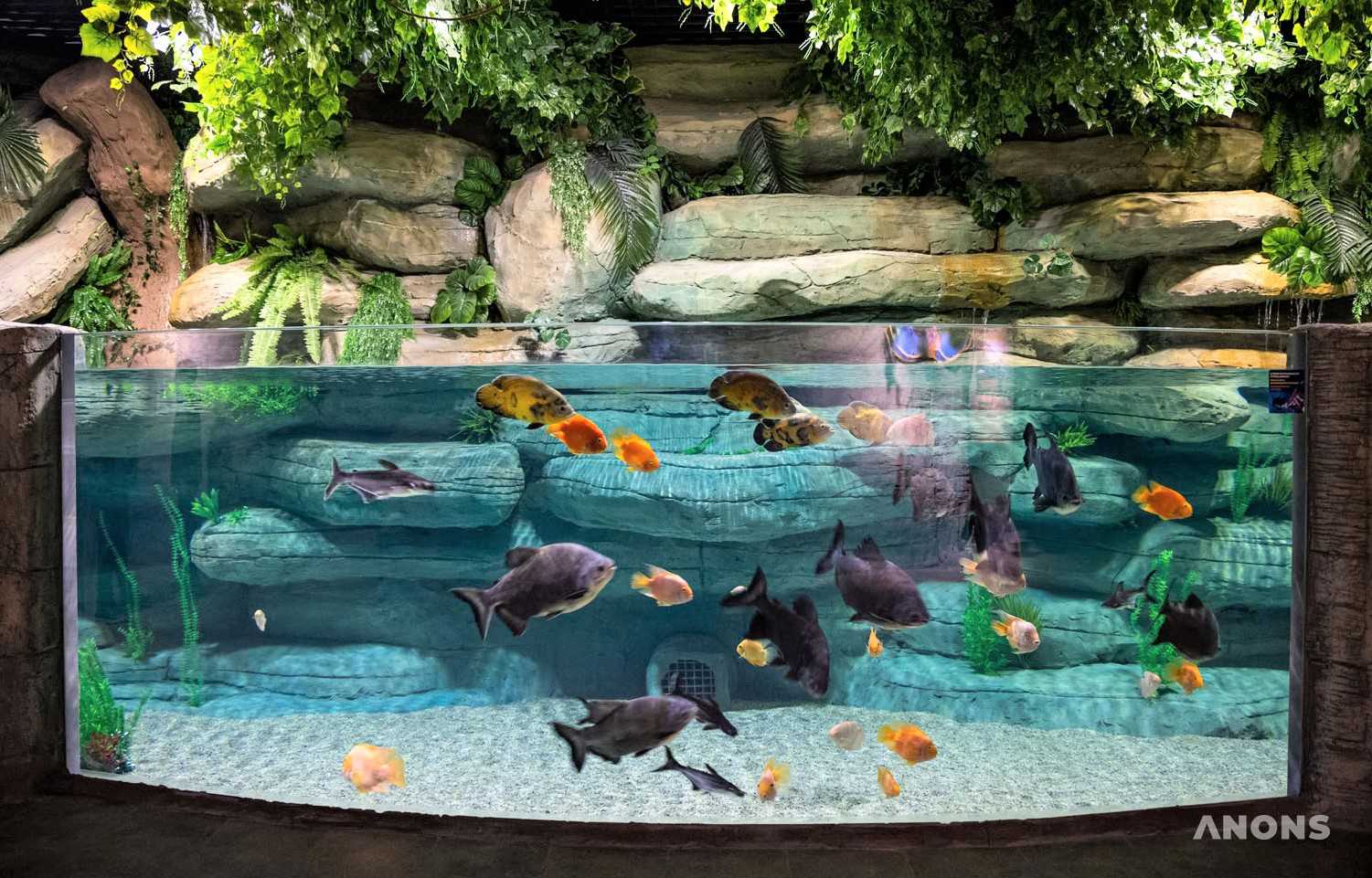 Magic Aquarium — магия подводного мира на расстоянии вытянутой руки