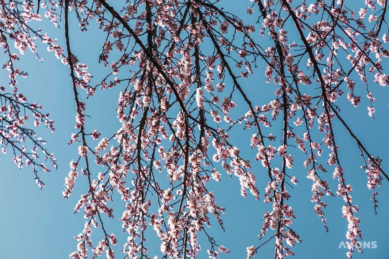 Ташкент цветёт и зеленеет: весенняя погода в феврале - фоторепортаж