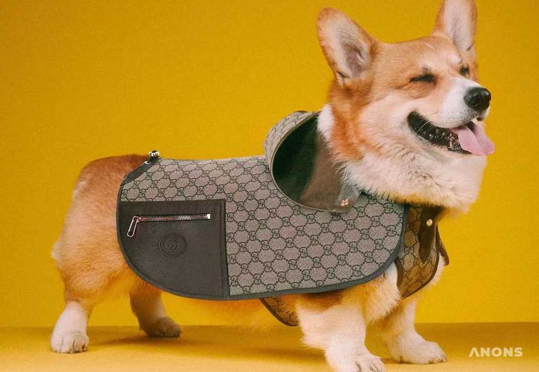Gucci представили коллекцию для домашних питомцев
