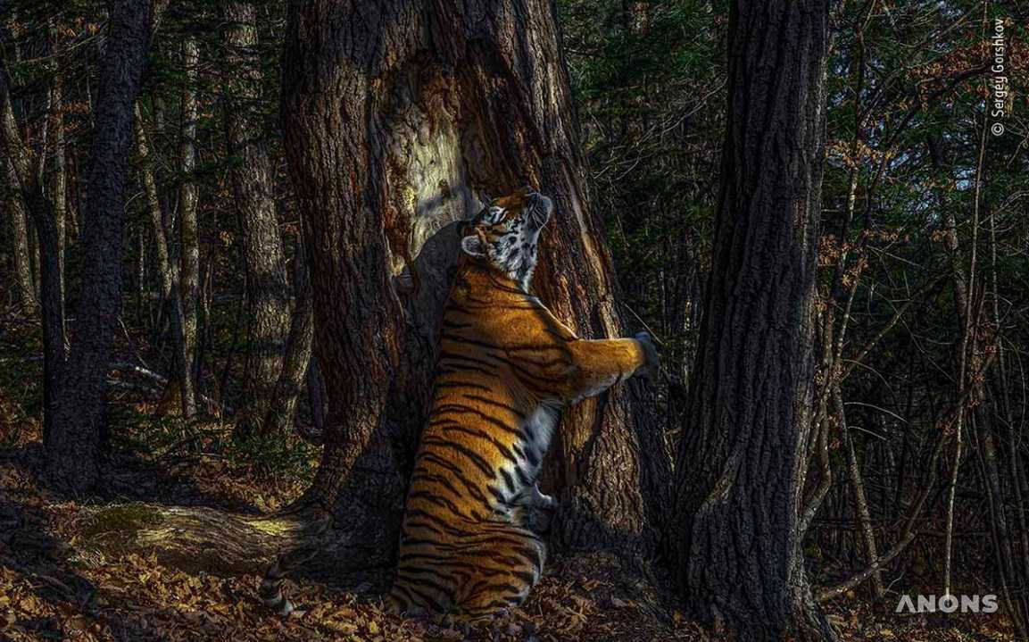 Объявлены победители фотоконкурса Wildlife Photographer of the Year 2020