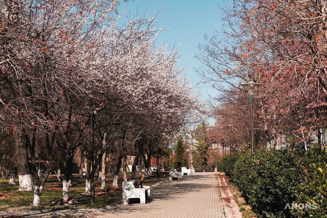 Ташкент цветёт и зеленеет: весенняя погода в феврале - фоторепортаж