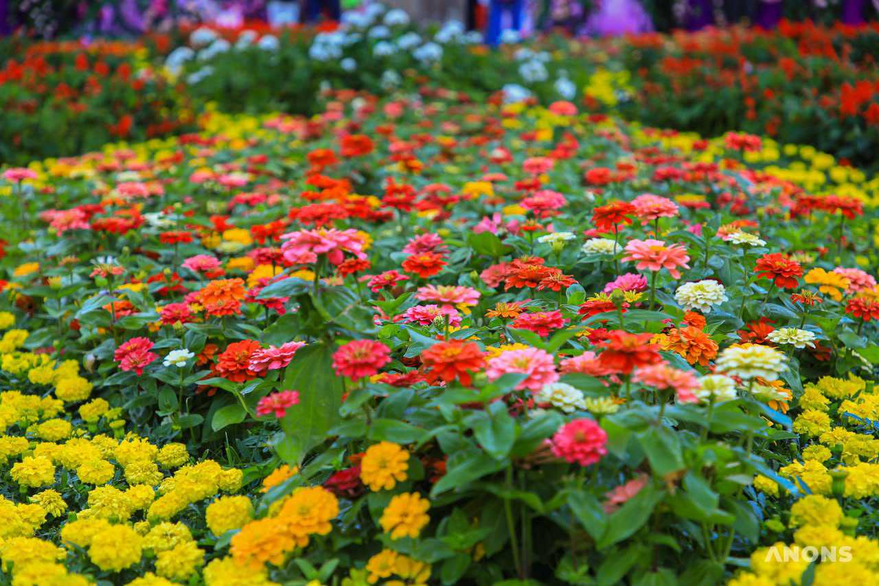 Праздник красоты и эстетики: в Ташкенте стартовал фестиваль цветов Tashkent Flower Fest 2022 – фото