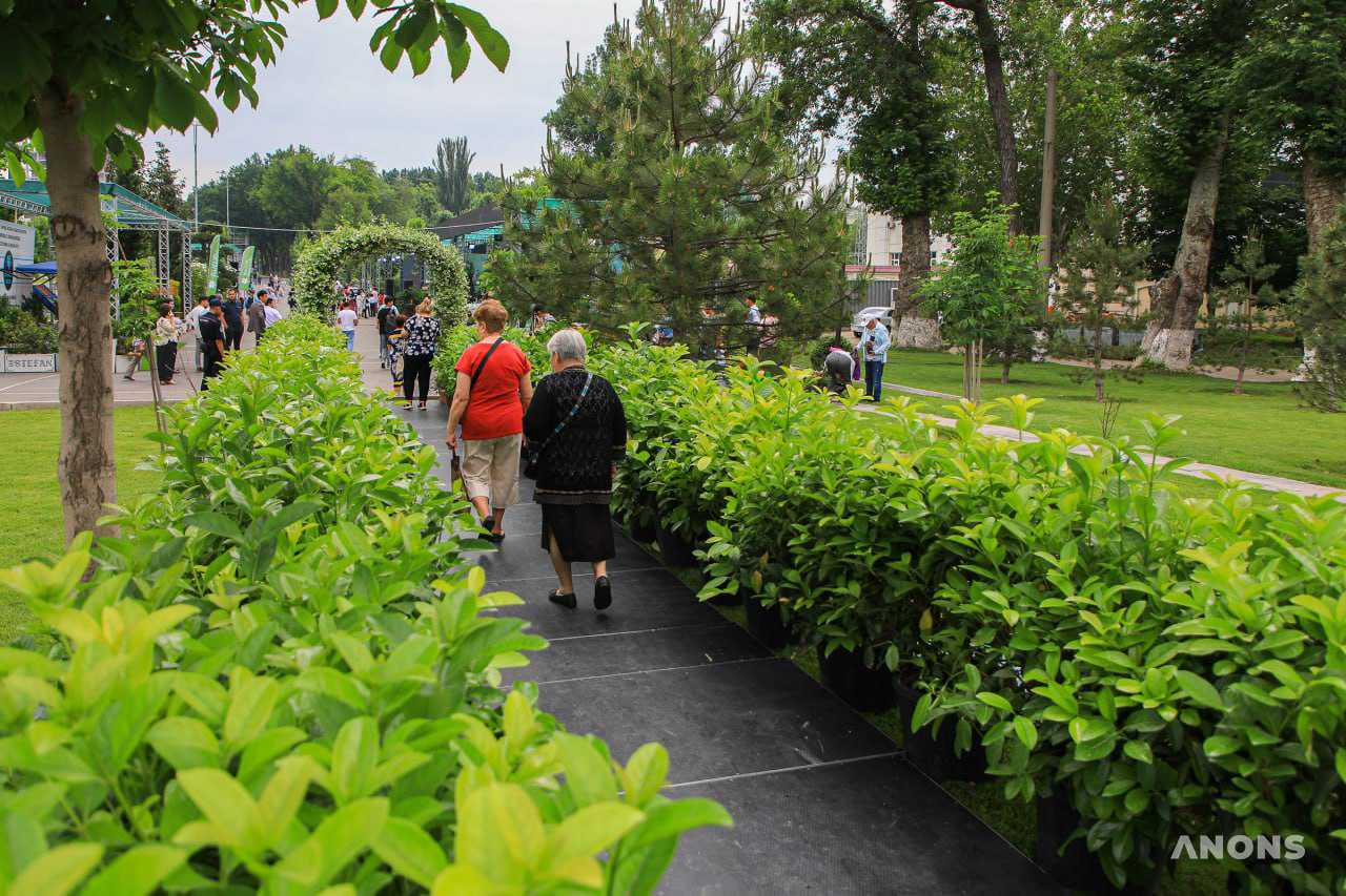 Праздник красоты и эстетики: в Ташкенте стартовал фестиваль цветов Tashkent Flower Fest 2022 – фото