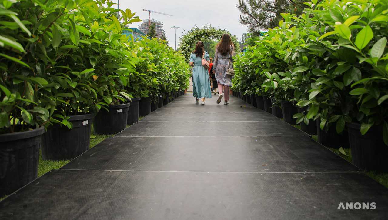 Праздник красоты и эстетики: в Ташкенте стартовал фестиваль цветов Tashkent Flower Fest 2022 – фото