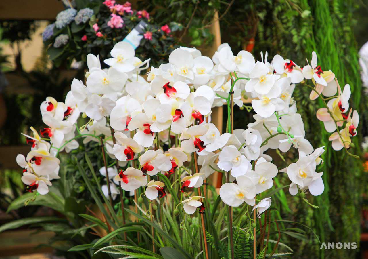 Праздник красоты и эстетики: в Ташкенте стартовал фестиваль цветов Tashkent Flower Fest 2022 – фото