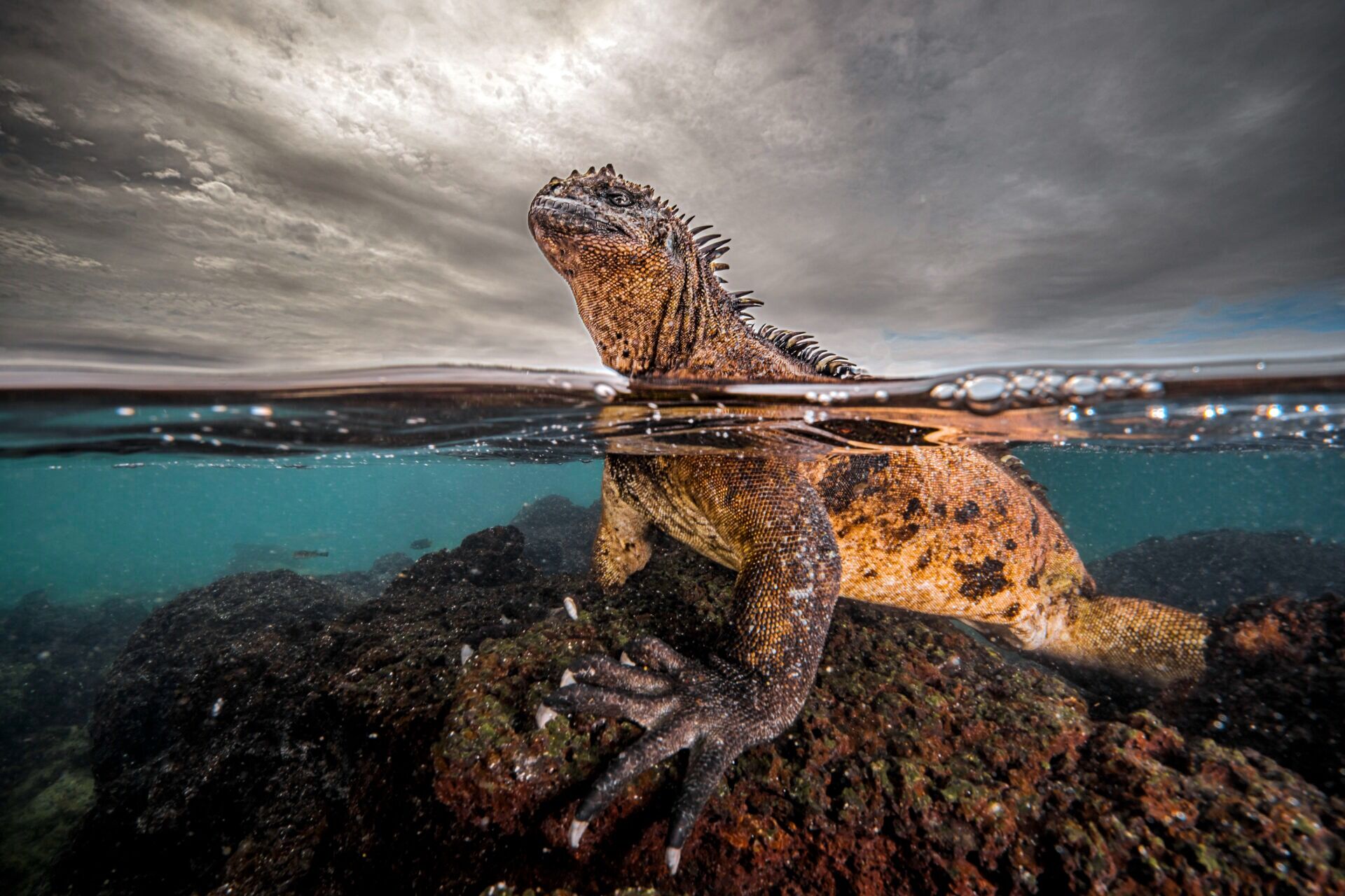 Объявлены финалисты конкурса Ocean Photographer 2024