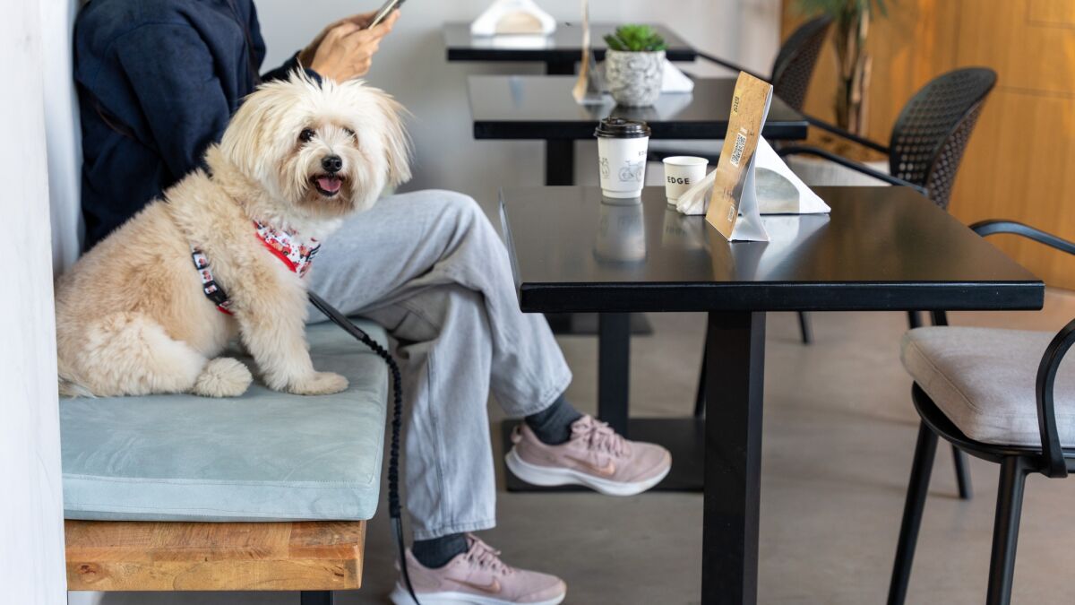 Pets Friendly заведения в Ташкенте