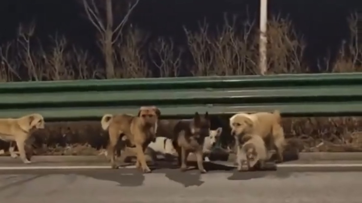 Семь похищенных собак прошли 17 км и вернулись домой в Китае