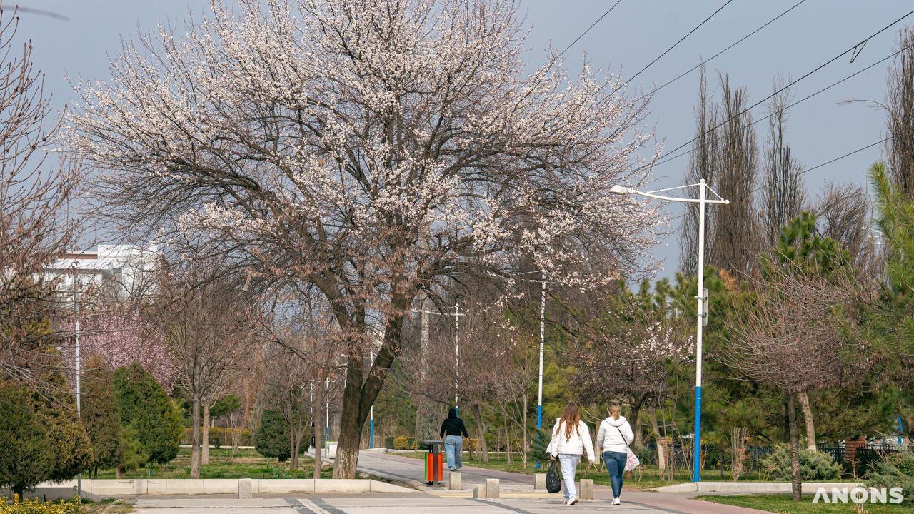 Сколько дней узбекистанцы отдохнут на 8 Марта